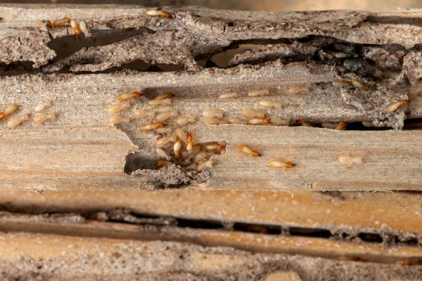 Best Termite Control Services  in Lucas, TX