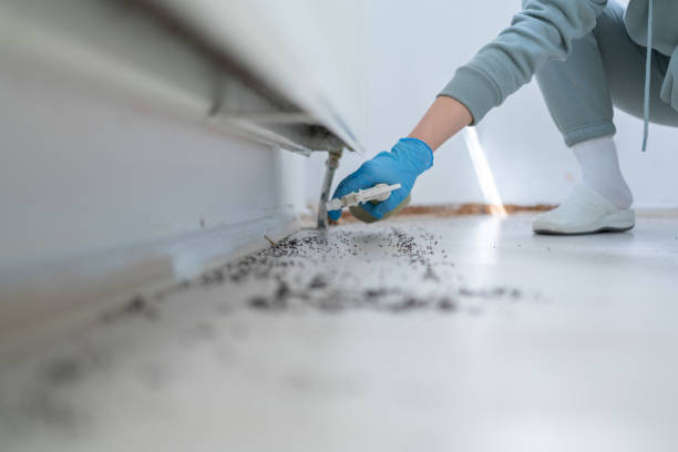 Best Rat Extermination Near Me  in Lucas, TX